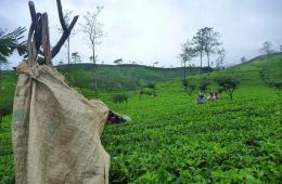 5 - PLANTAŽE ČAJA - NUWARA ELIYA