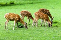 1 - SPLIT - JELENOV GREBEN - OROSLAVJE